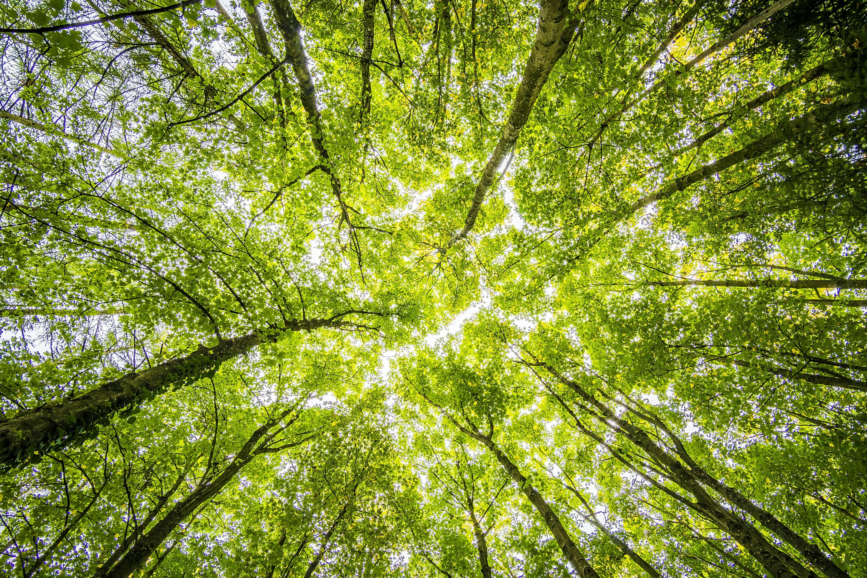 Wald im Sommer